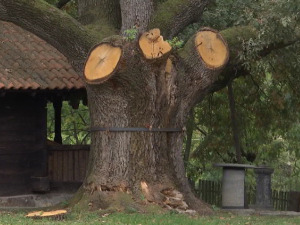 Становници села Сепци успели да сачувају храст, запис села