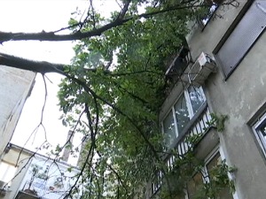 Кошава оборила дрво у центру Београда, крошње "ушле" у станове