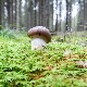 "Потпис Чернобиља" има 95 одсто узорака дивљих печурака у Немачкој
