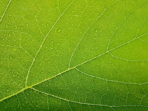 	Добро јутро децо - Непослушни листић