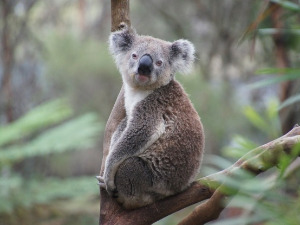 Добро јутро децо - Мајра