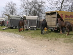 Све мањи узгој коња у Србији – долазе ли ипак бољи дани за коњарство