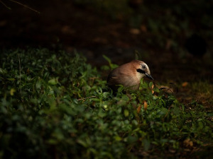 Добро јутро децо - Како су птице спасиле шуму