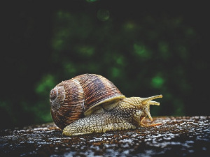 	Добро јутро децо: Левороги спасилац, 1. део 