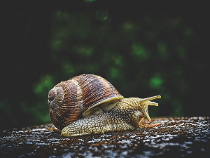 	Добро јутро децо: Левороги спасилац, 2. део 