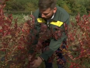 После Београда и Америке Раша је одлучио да се врати на породично имање и да буде пољопривредник