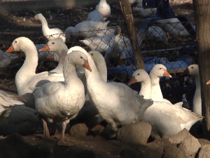 Зашто се банатски сокаци више не беле од јата гусака