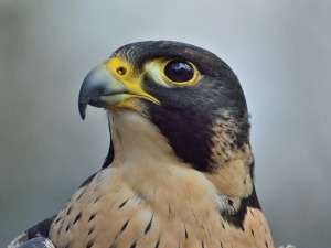 	Добро јутро децо: Соко доброг срца 