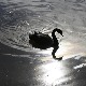 Гладним Севернокорејцима речено да једу "укусне" црне лабудове