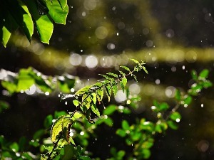 Липе миришу, коприве жаре