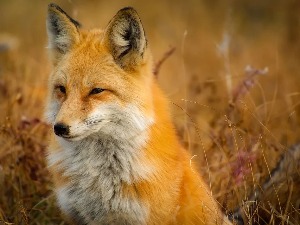 Лукаве лије све чешће долазе у насеља, немојте их се плашити, свраћају накратко