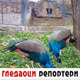 Гледаоци репортери (3. новембар 2021)