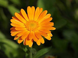  1001 Траг - Ај невен вене - Јелена Дејановић 