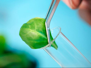 Генетика биљака – кратак историјат