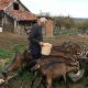 Алпске козе у срцу Колубаре, сир стигао до Америке и Француске