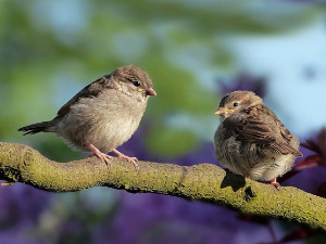 	Добро јутро децо: Страни језик