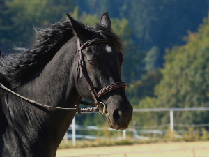  1001 Траг - Кад ја имам коња врана - Предраг Гојковић Цуне 