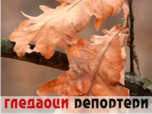 Гледаоци репортери (15. новембар 2021)