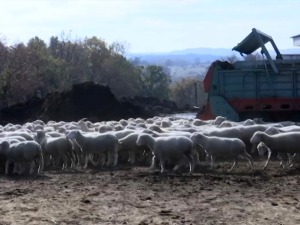 Француске овце на Радан планини траже доброг чобанина