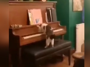 Пијаниста