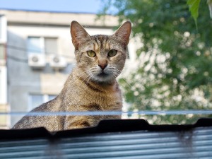 Мачка спасила живот станарима зграде коју је захватио пожар