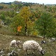 Како је Дона из Хјустона сазнала за Камену Гору и живот наставила у тој ваздушној бањи