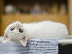 Добро јутро децо: Наопака прича 