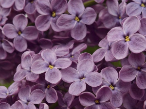 Добро јутро децо: Прича о јорговану