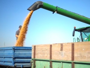 Род кукуруза подбацио, ратари задовољни вишом ценом, али брину због скупог ђубрива