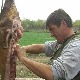 Време свињокоља - однесите месо на преглед, и кулен може да вам дође главе