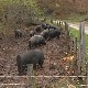 Могу ли шумадинка, моравка и мангулица поново да буду наш бренд, као у време Милоша Обреновића