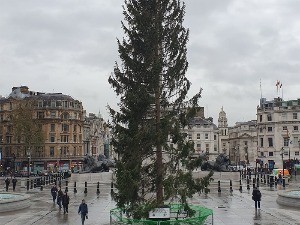 Освета због Оле Гунара Солскера? Норвежани послали оронулу јелку Лондону