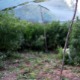Ниш, ухапшене три особе због засада са око 750 килограма марихуане