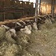 Због чега се у таковском крају све више узгајају говеда херефорд расе