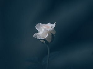  1001 Траг - Ја посадих једну ружу белу - Аница Јоцић 