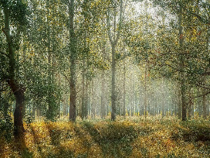 Добро јутро децо: Са ивице шуме