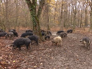 Маст од мангулице изузетно је здрава, не утиче на повишени холестерол