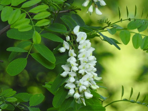  Добро јутро децо: Бели багрем 