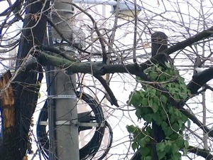 Шта може да се предузме да би се далеководи заштитили, да ли је сеча дрвећа уз каблове решење