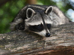 	Добро јутро децо: Млади артисти 