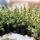 Откривена лабораторија за узгој марихуане у Земуну, ухапшен осумњичени