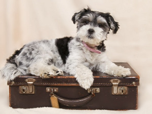  Добро јутро децо - Година кофера 