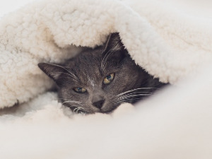  Добро јутро децо - Један једини хладан дан у години 