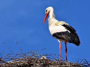 Добро јутро децо - Баба Гина 