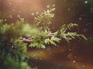 Авантуре Црва Пере: Јелка