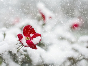  Авантуре црва Пере: Снег у боји 