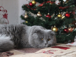 Добро јутро децо - Катастрофа 