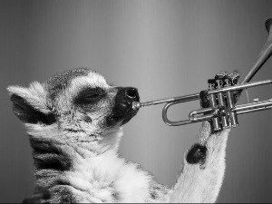 Зоо симфонија: Мравојед 