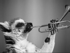 Зоо симфонија: Кунић 