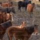 Љубав према коњима остала у аманет, држава чува сорту која је спасавала главе на Солунском фронту
